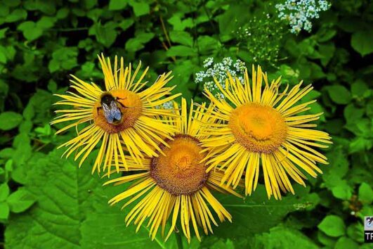 Ботанически тур / Botanical Tour in Stara planina
