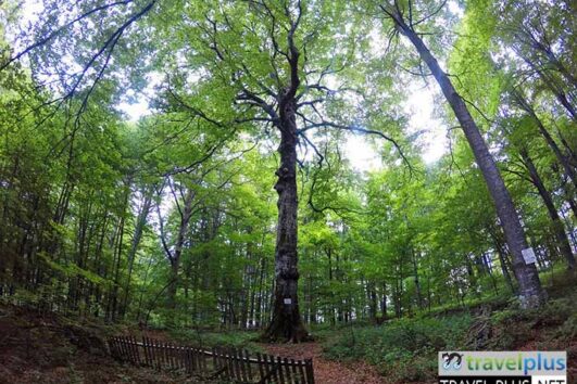 Природна забележителност Големият бук / Golemiyat Buk Nature Landmark